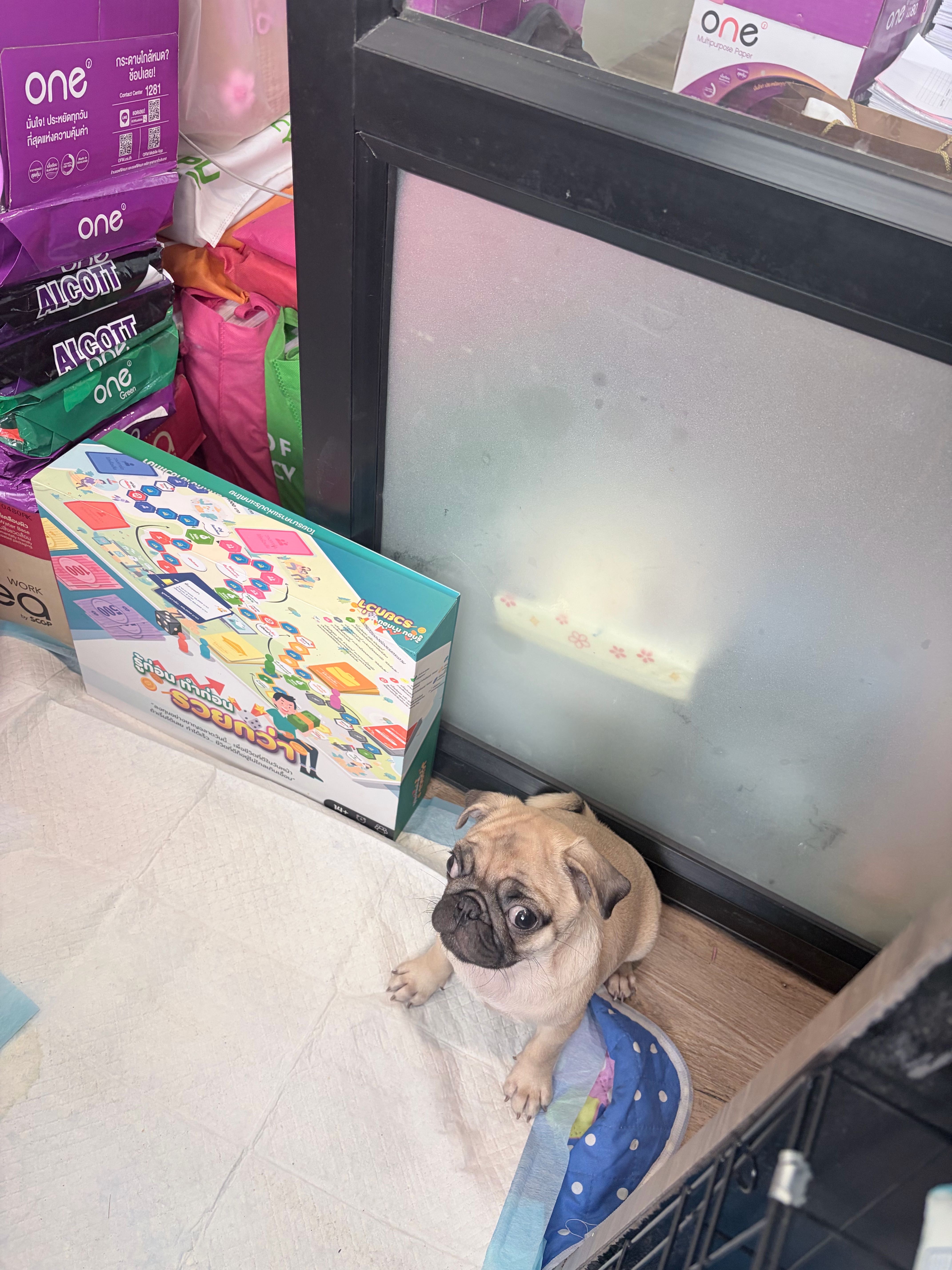 The advisor's puppy